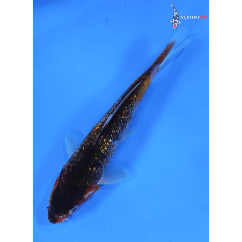 6” Imported Gin Rin Goromo