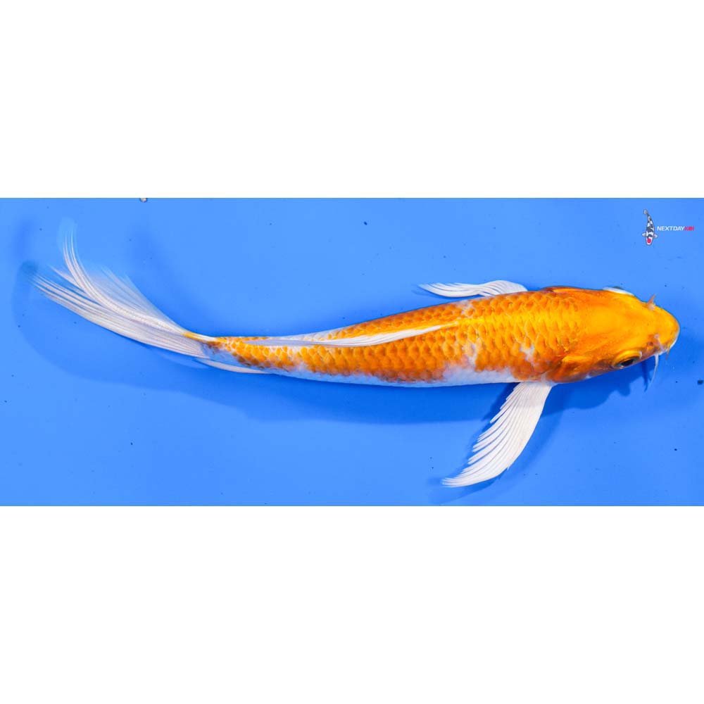 6.5” Imported Hariwake Butterfly Koi