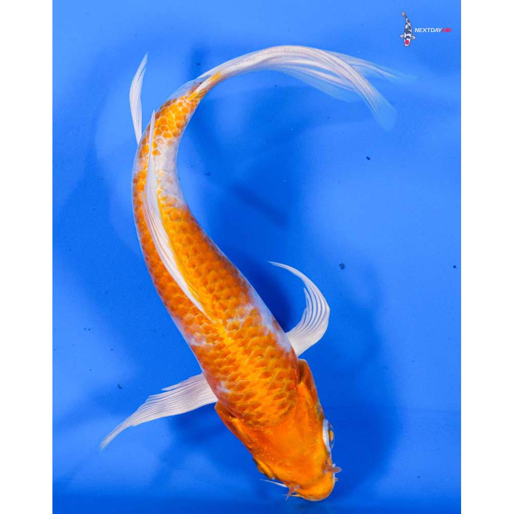 6.5” Imported Hariwake Butterfly Koi