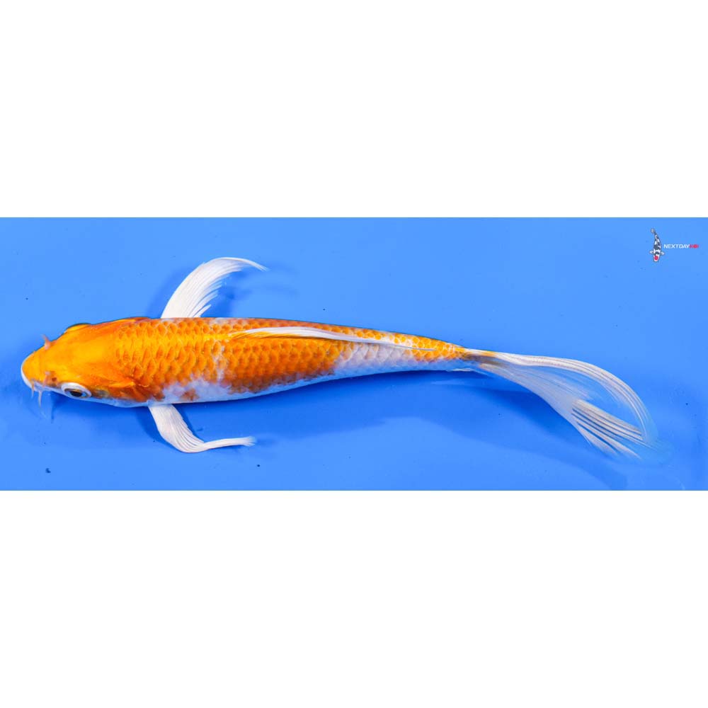 6.5” Imported Hariwake Butterfly Koi