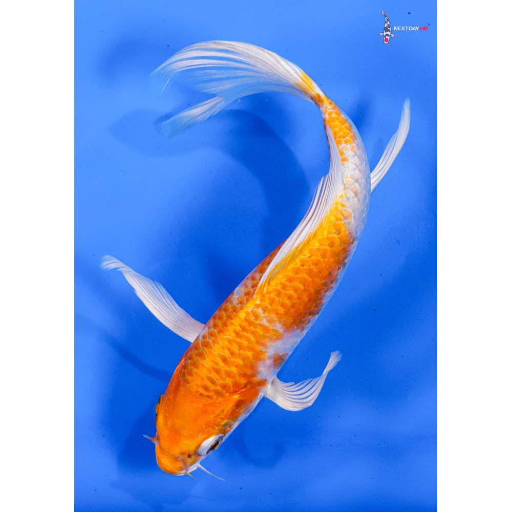 6.5” Imported Hariwake Butterfly Koi