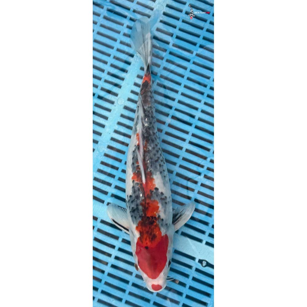 12-14” Imported Goshiki
