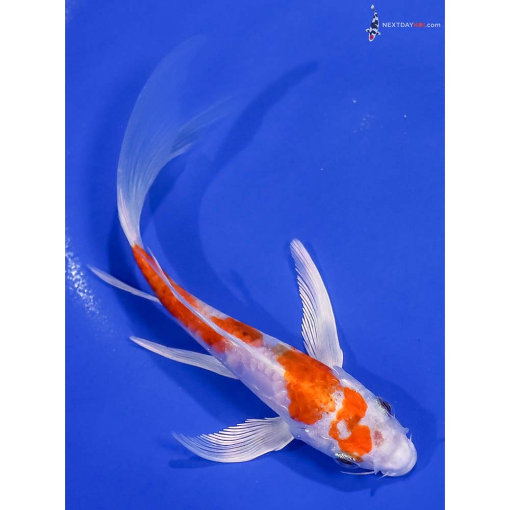 6.5” Imported Kikusui Butterfly Koi