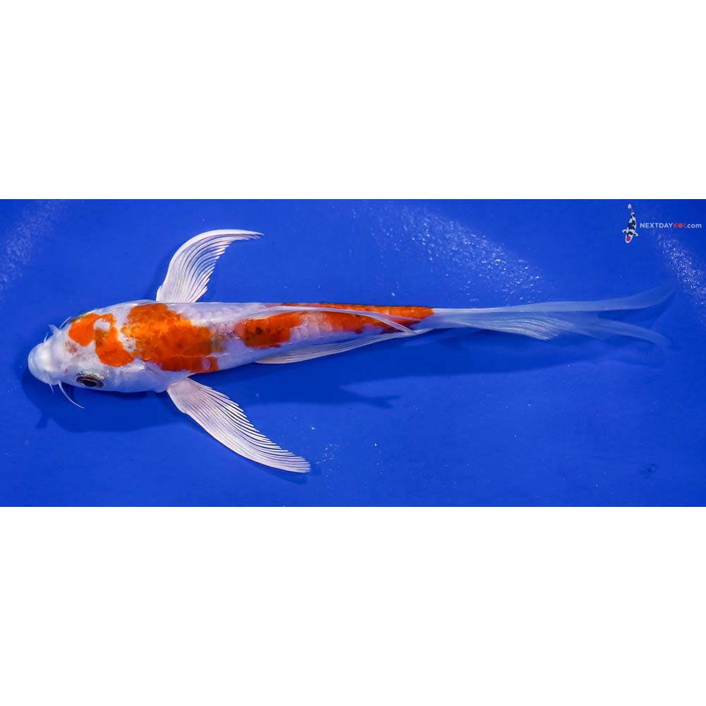 6.5” Imported Kikusui Butterfly Koi