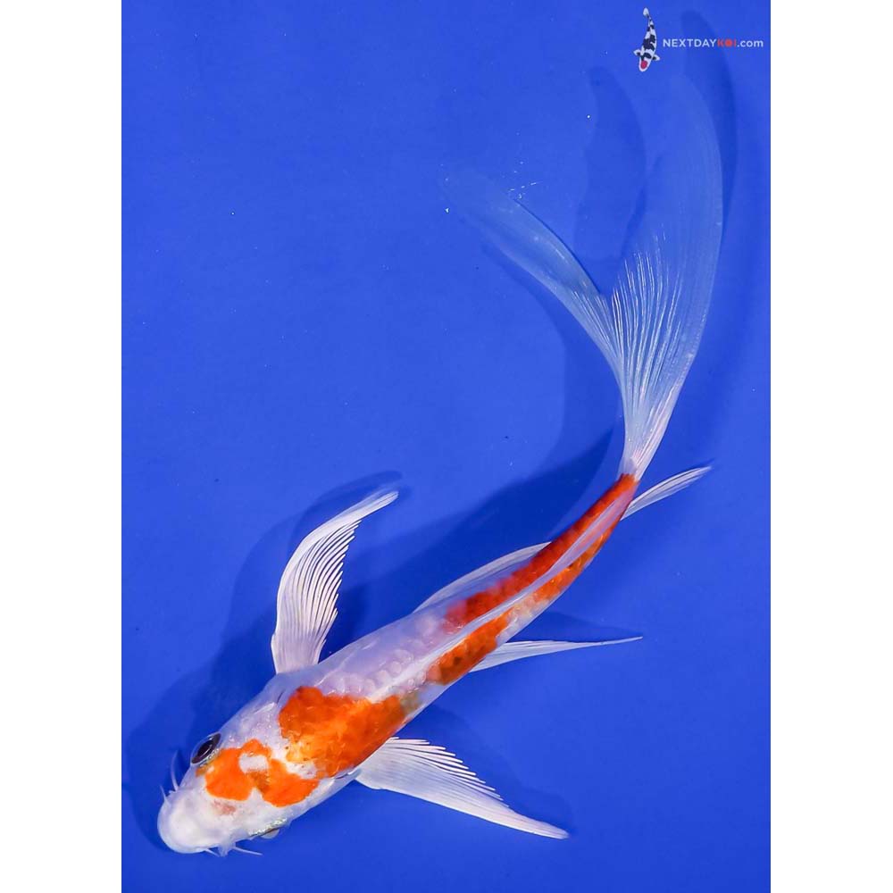 6.5” Imported Kikusui Butterfly Koi