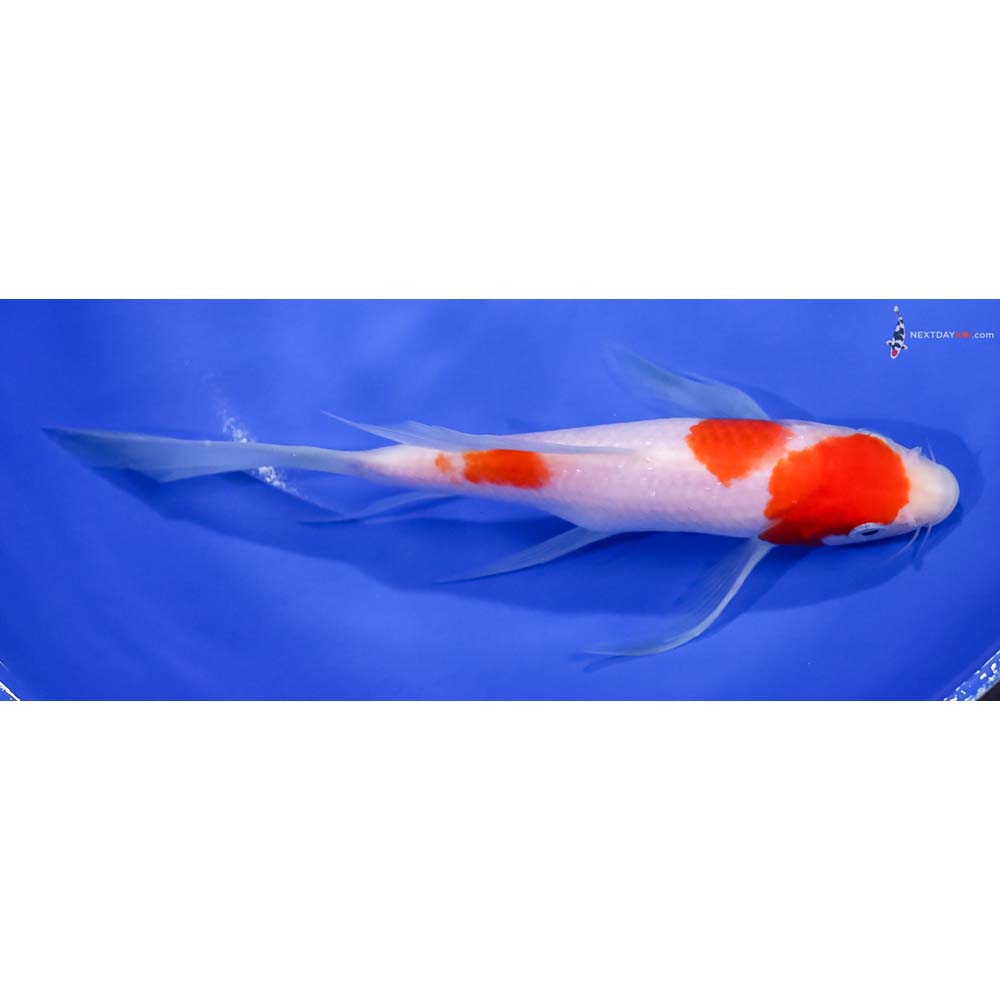 7.5” Imported Kohaku Butterfly Koi
