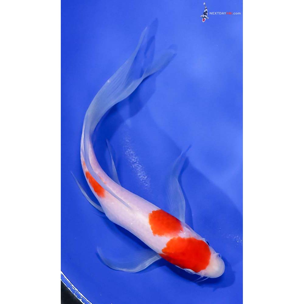 7.5” Imported Kohaku Butterfly Koi