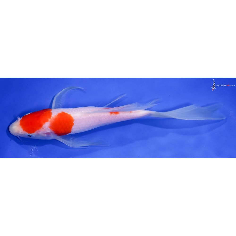 7.5” Imported Kohaku Butterfly Koi