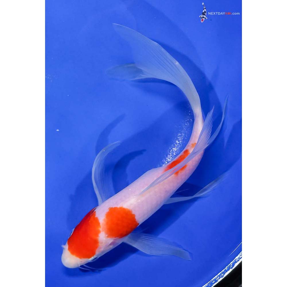 7.5” Imported Kohaku Butterfly Koi
