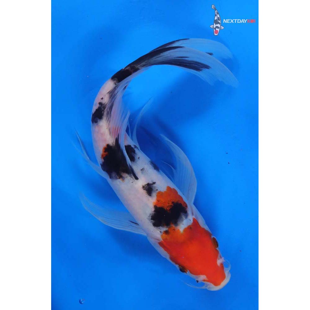 9” Imported Sanke Butterfly Koi