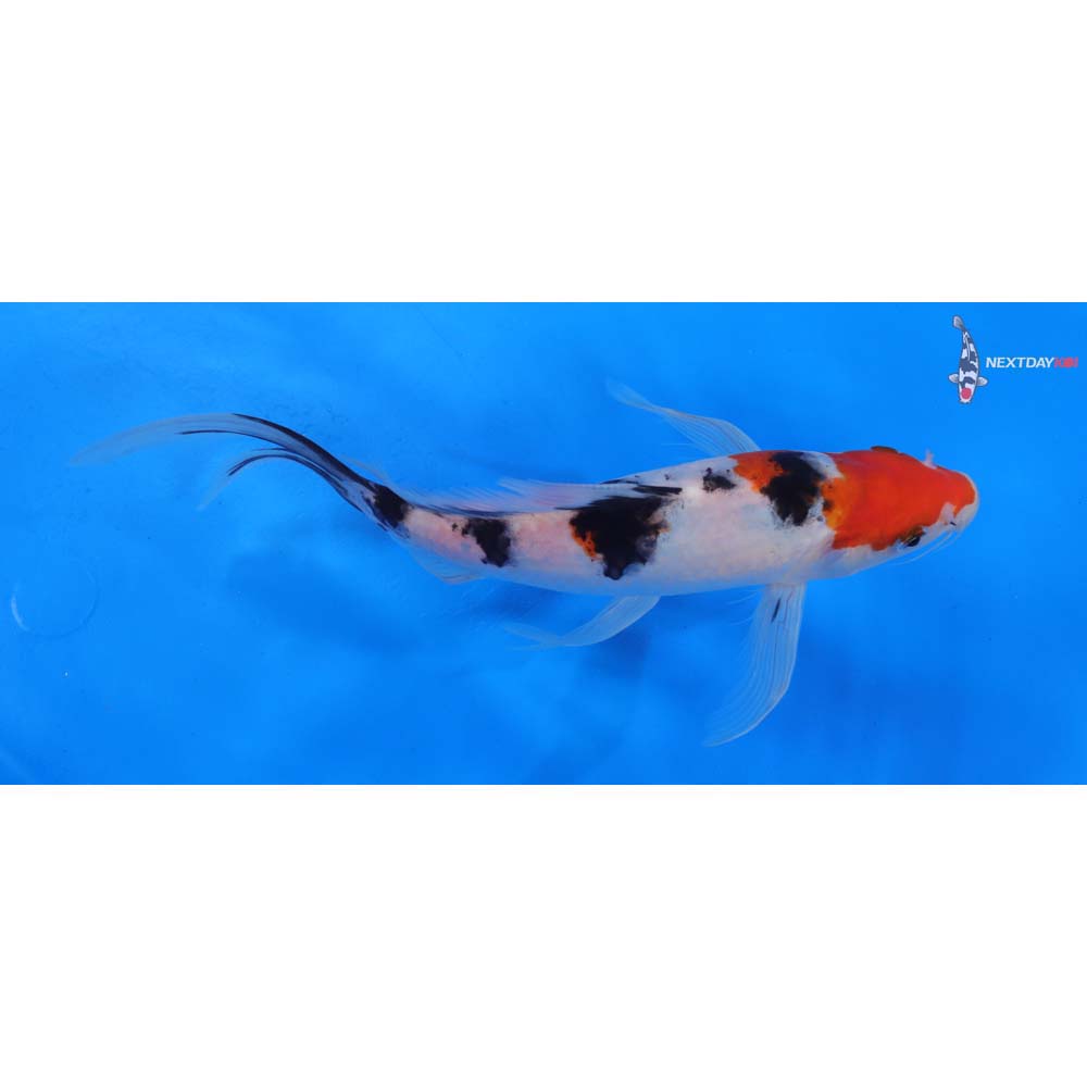 9” Imported Sanke Butterfly Koi