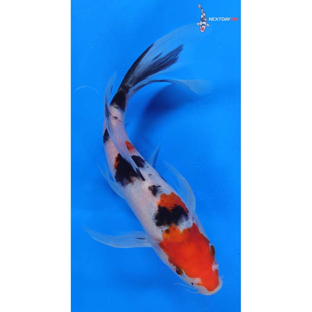 9” Imported Sanke Butterfly Koi