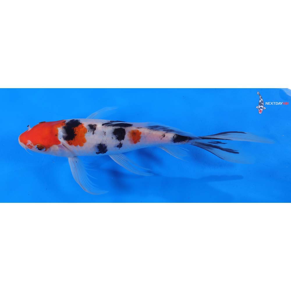 9” Imported Sanke Butterfly Koi