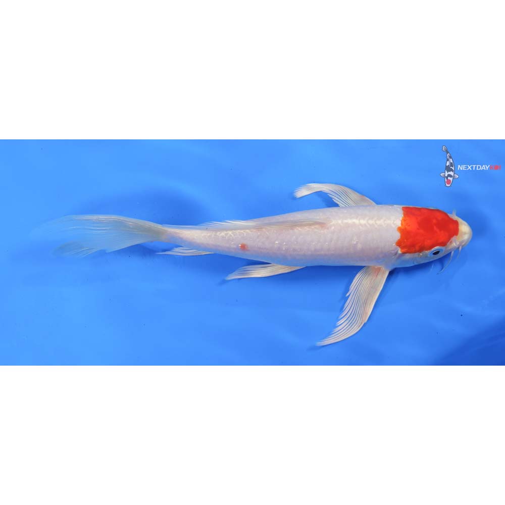 10” Imported Hariwake Butterfly Koi
