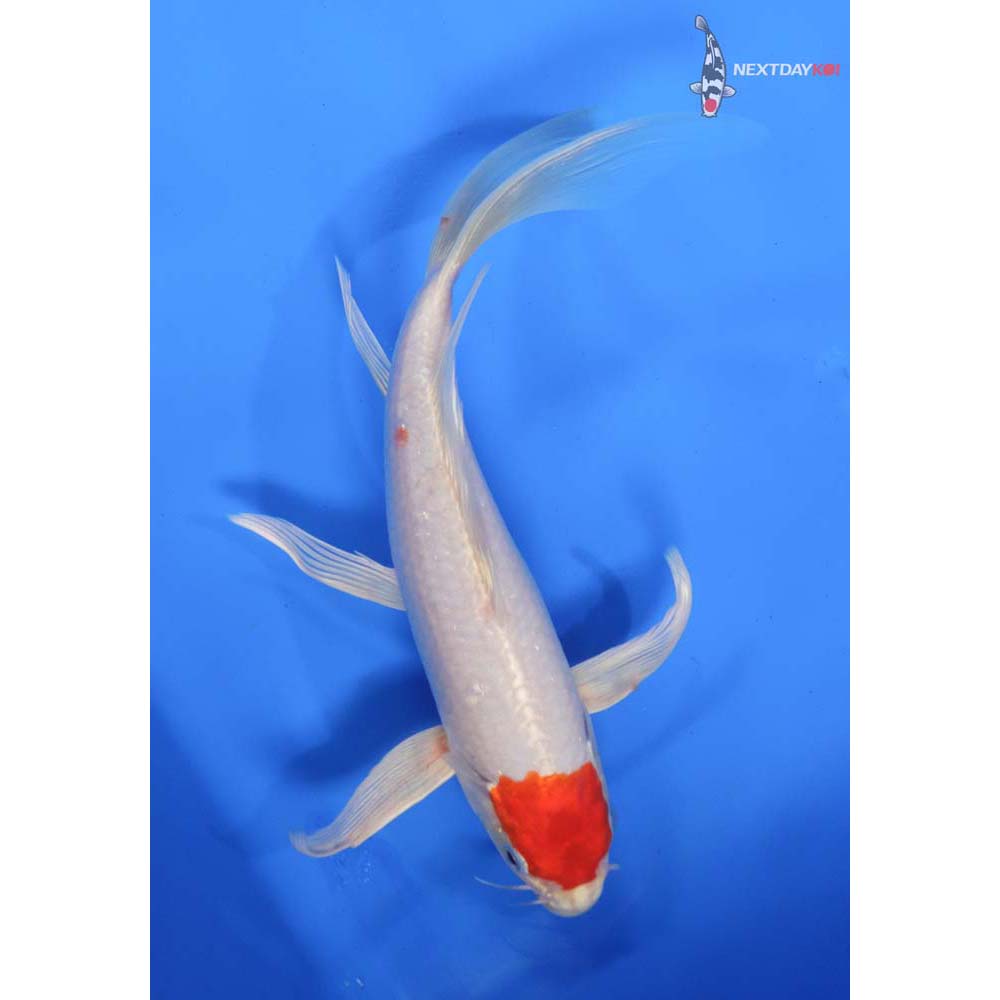 10” Imported Hariwake Butterfly Koi