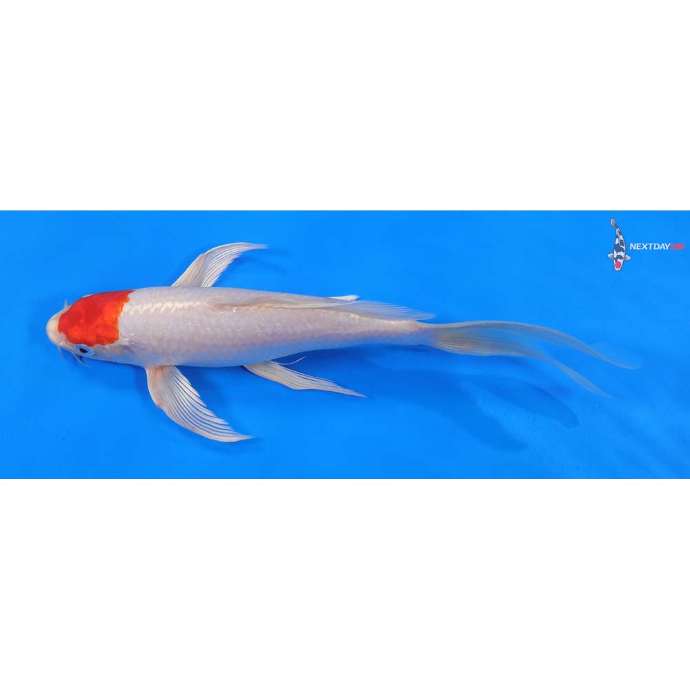 10” Imported Hariwake Butterfly Koi