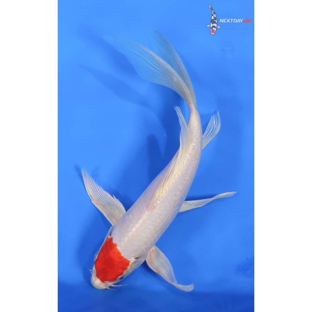 10” Imported Hariwake Butterfly Koi