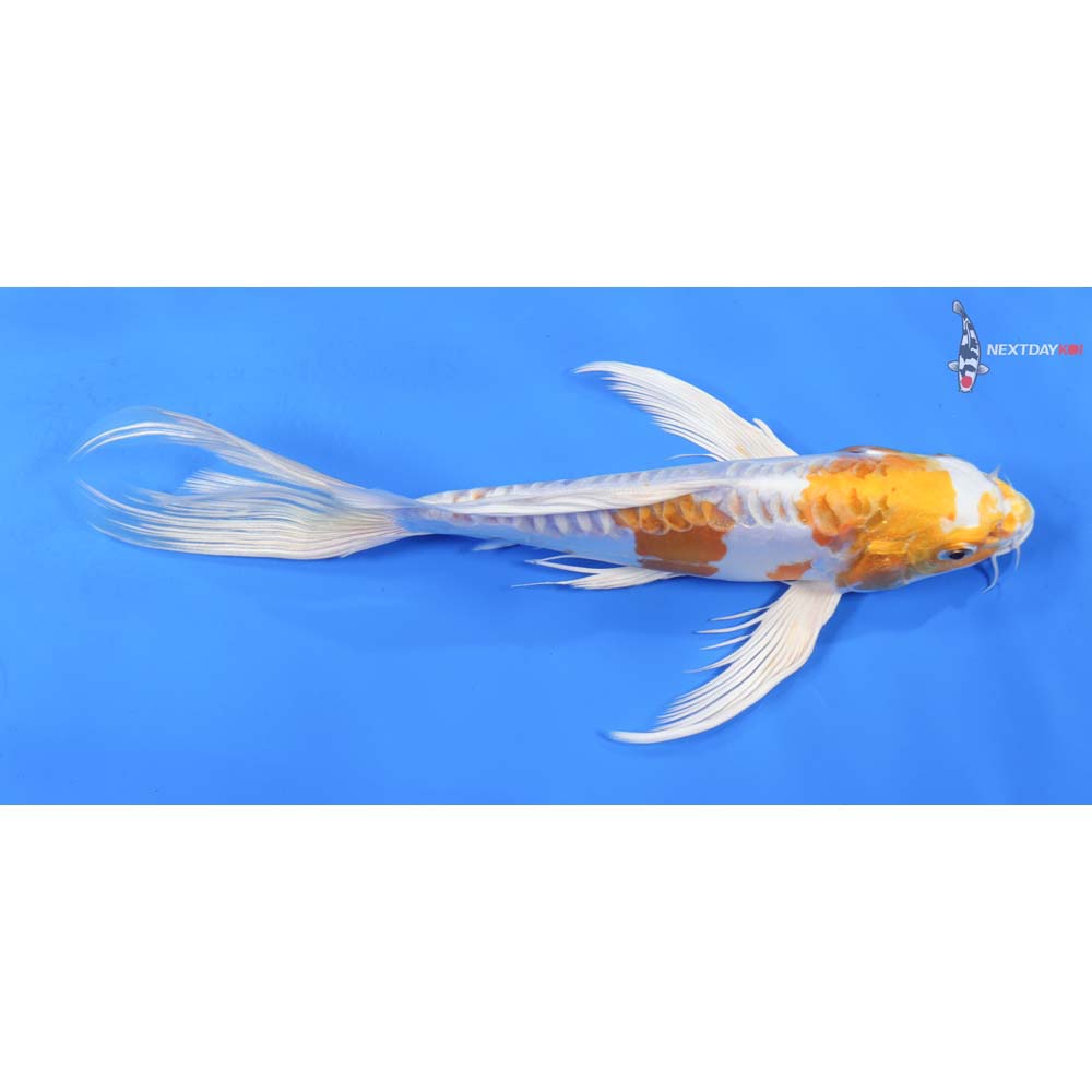 9.5” Imported Kikusui Butterfly Koi
