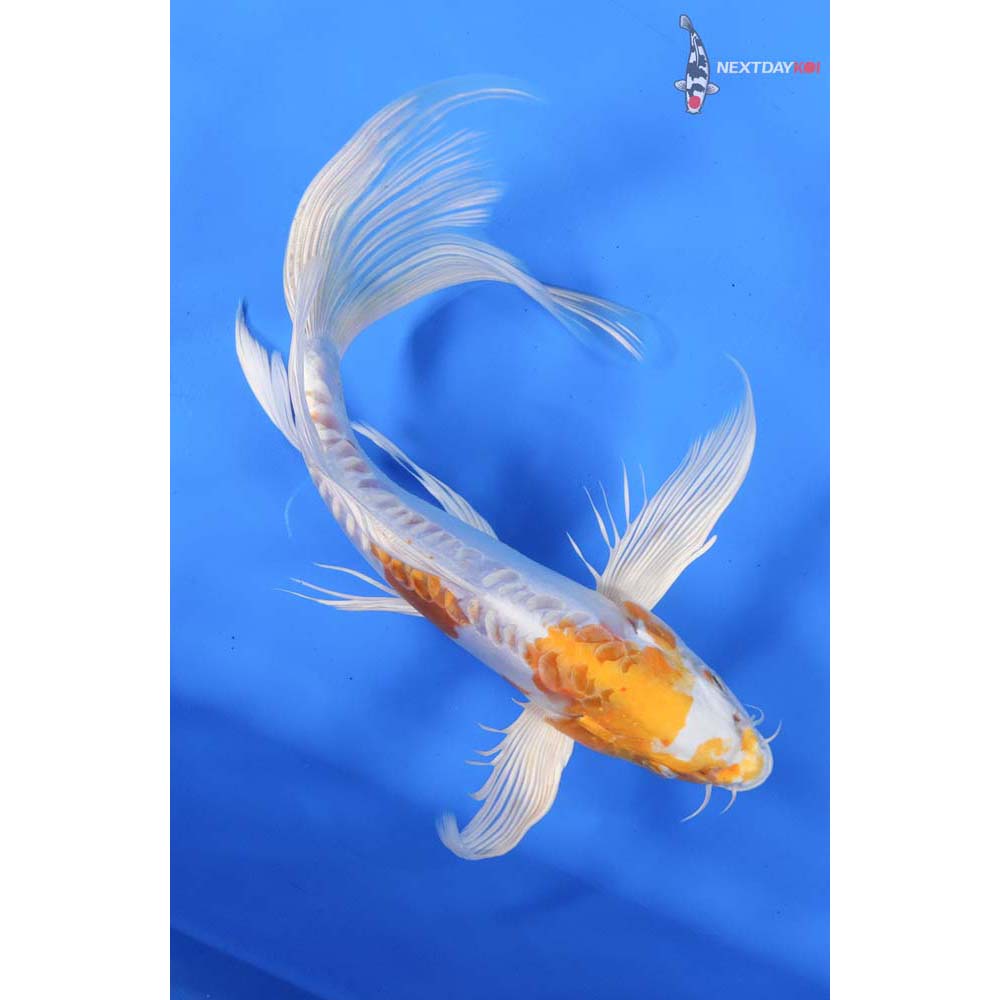 9.5” Imported Kikusui Butterfly Koi
