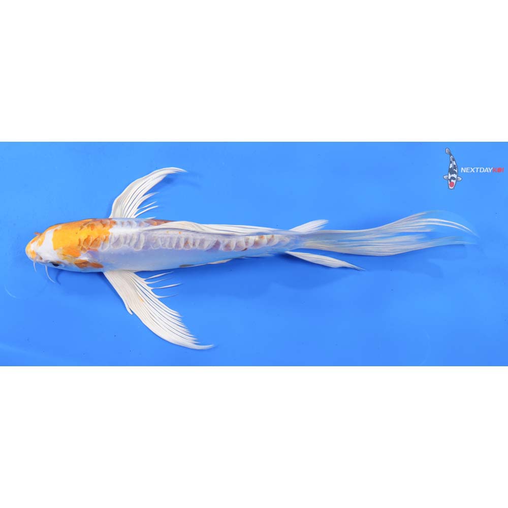 9.5” Imported Kikusui Butterfly Koi
