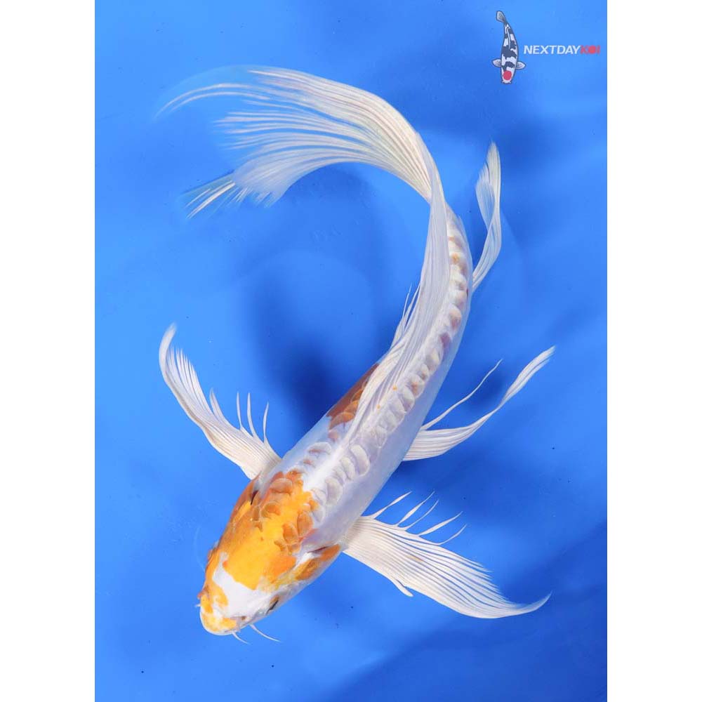 9.5” Imported Kikusui Butterfly Koi
