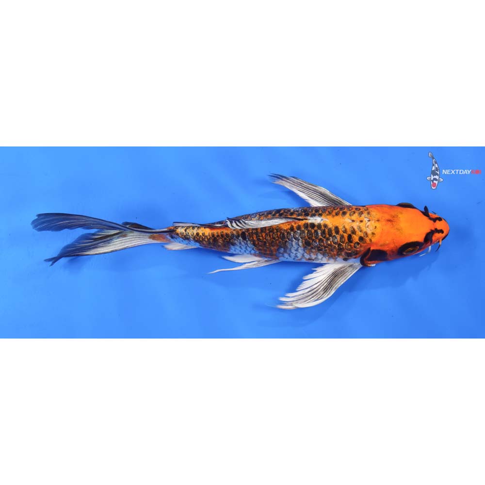 9” Imported Kujaku Butterfly Koi