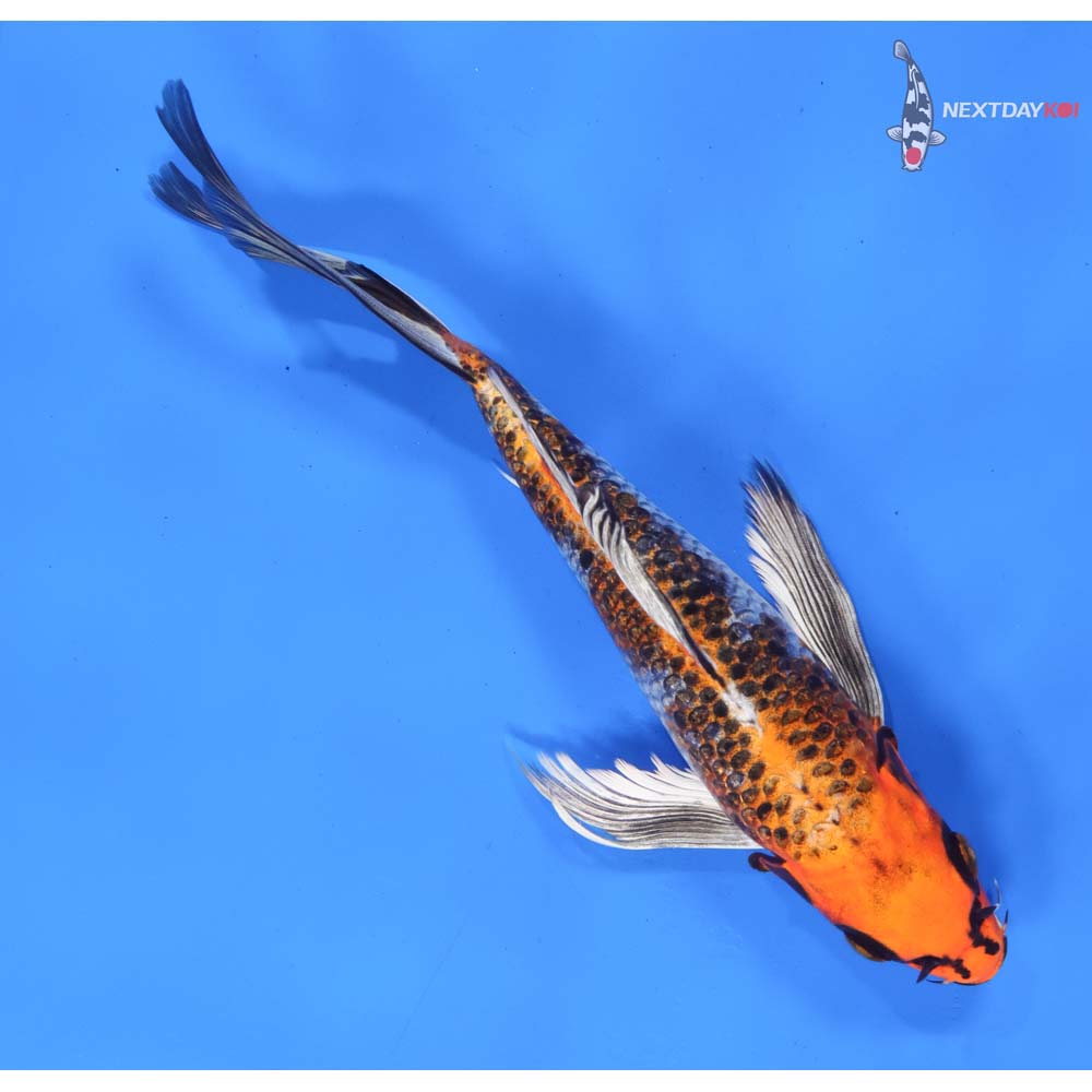 9” Imported Kujaku Butterfly Koi