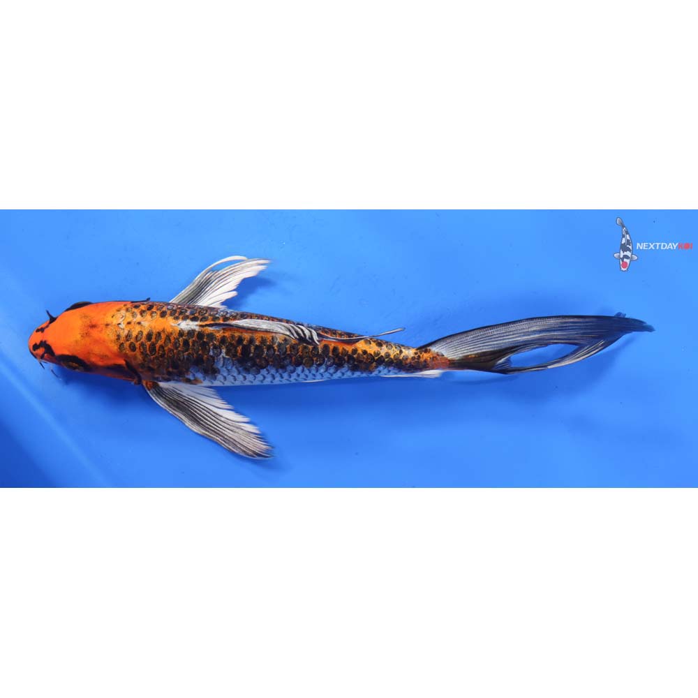 9” Imported Kujaku Butterfly Koi