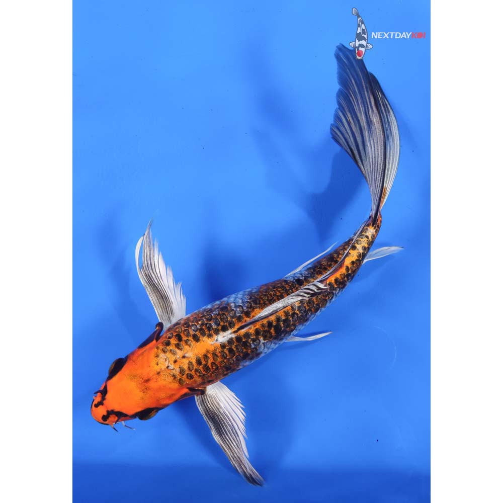 9” Imported Kujaku Butterfly Koi
