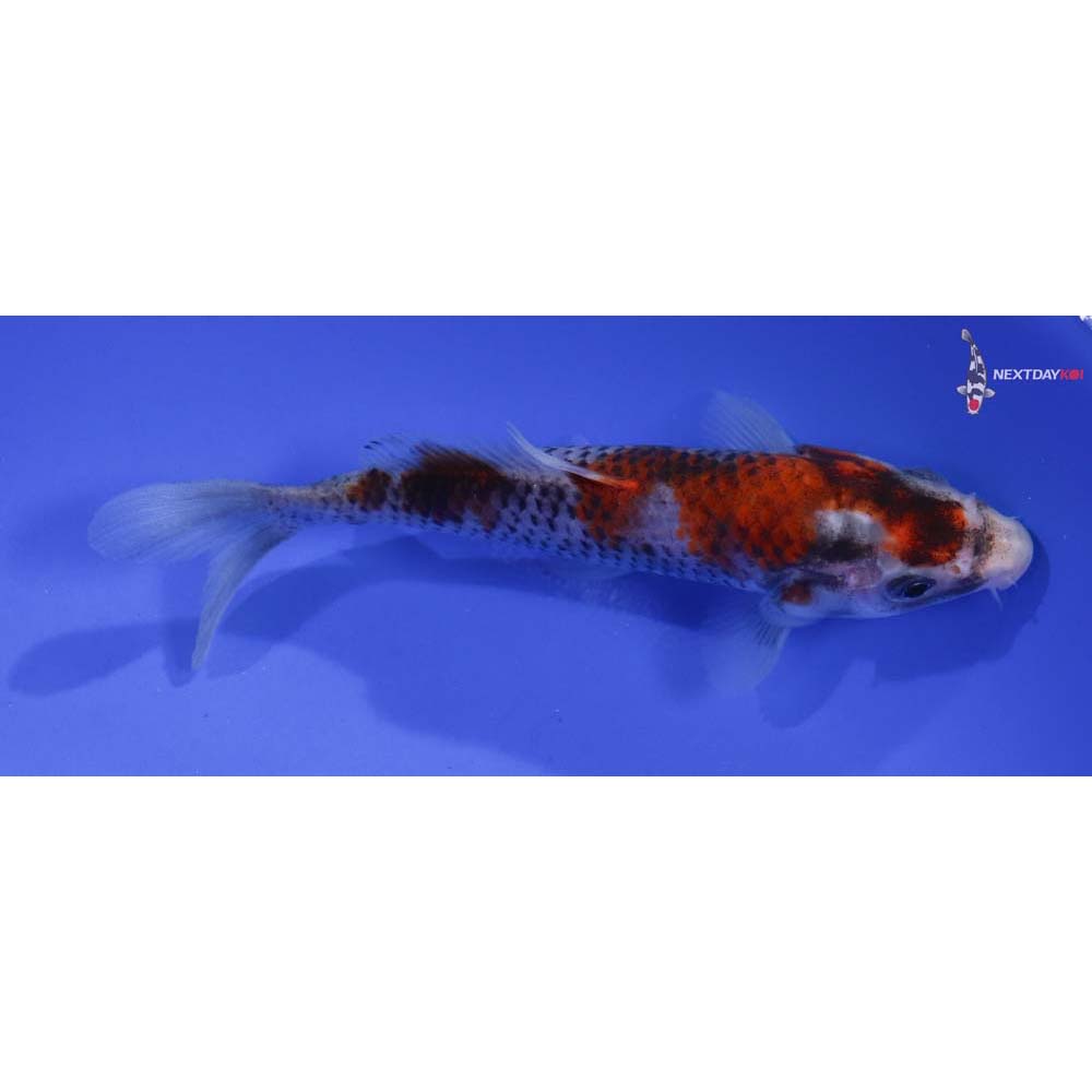 5” Imported Goshiki
