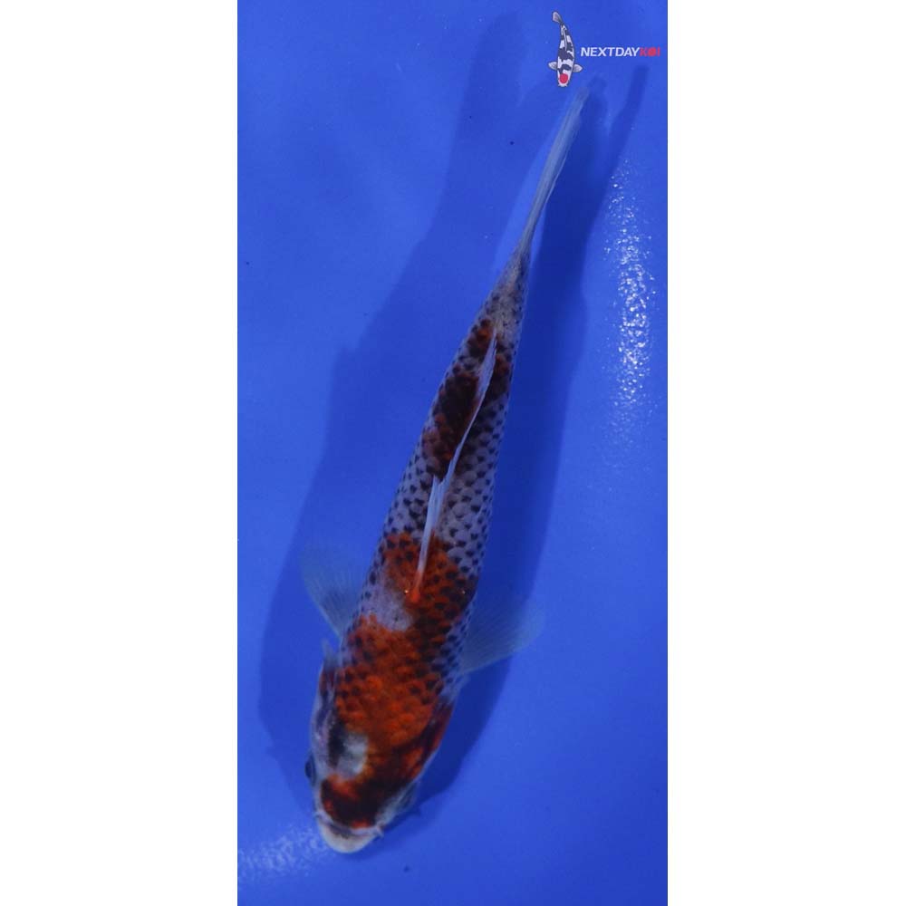 5” Imported Goshiki