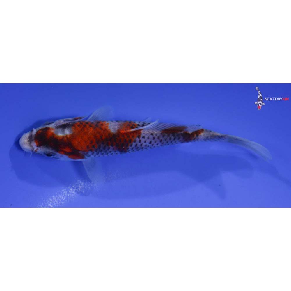 5” Imported Goshiki