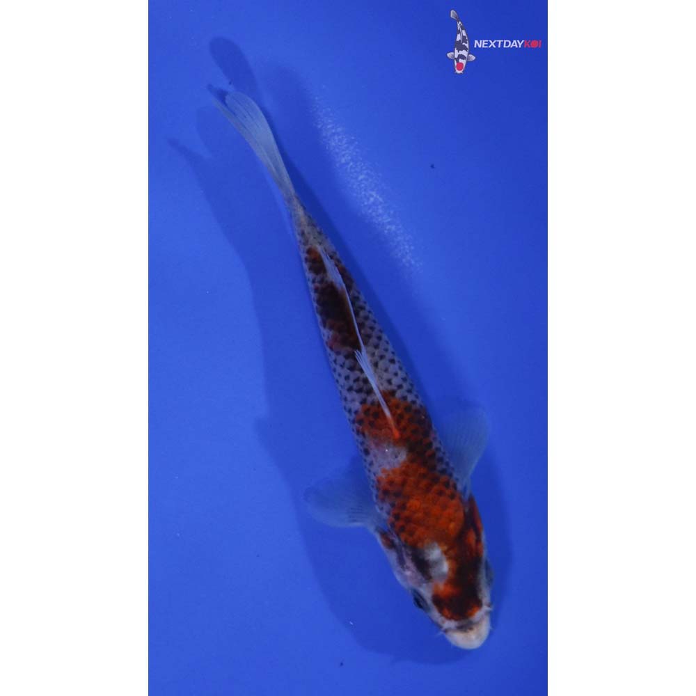 5” Imported Goshiki