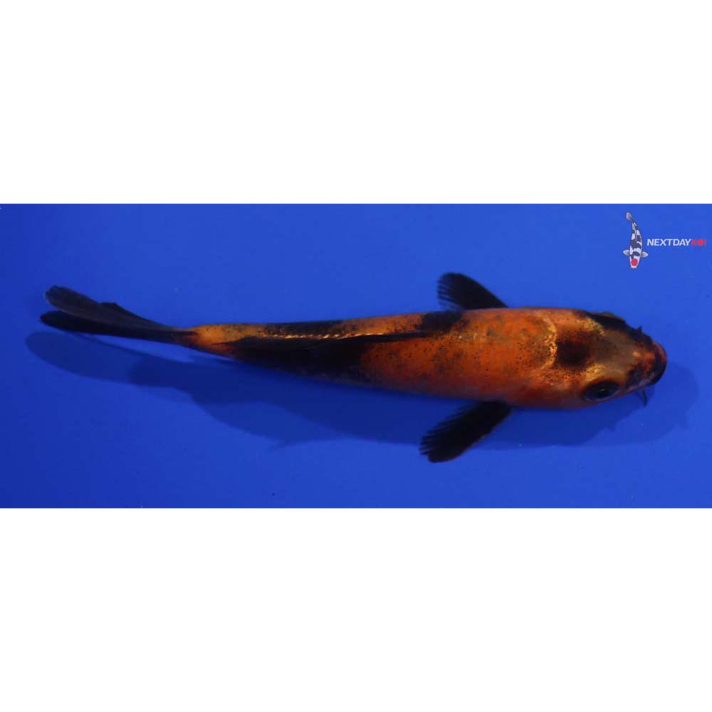 5” Imported Hi Utsuri