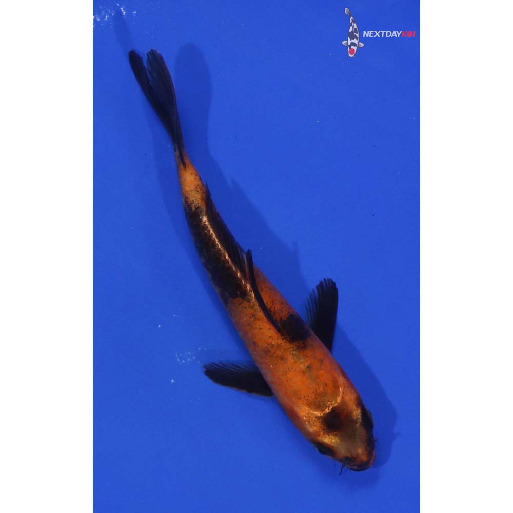 5” Imported Hi Utsuri