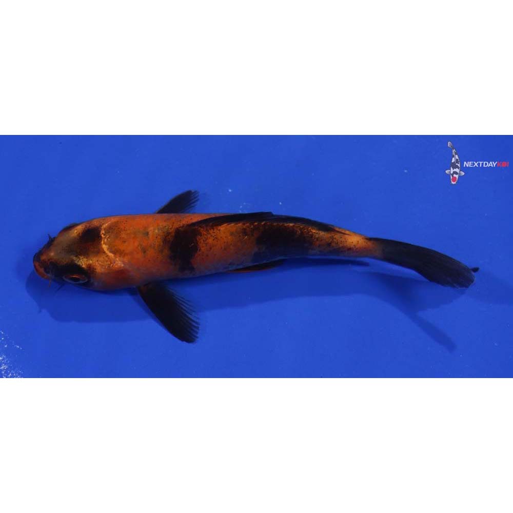 5” Imported Hi Utsuri