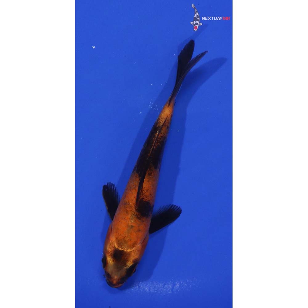 5” Imported Hi Utsuri