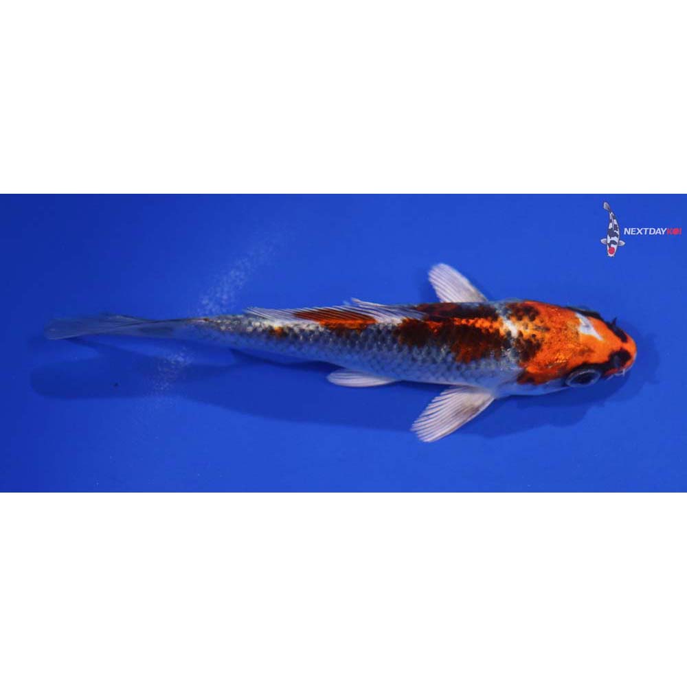 5” Imported Kujaku