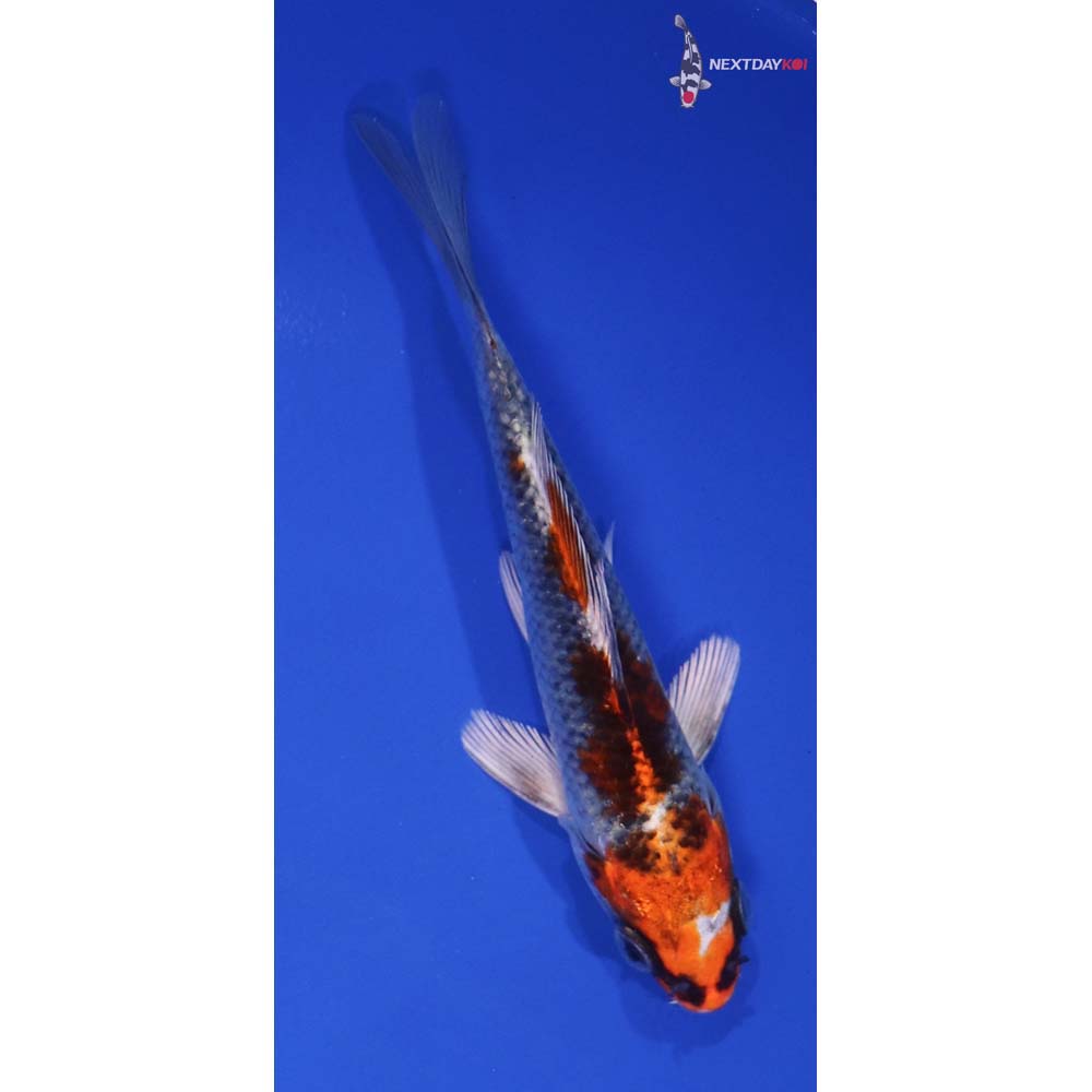 5” Imported Kujaku