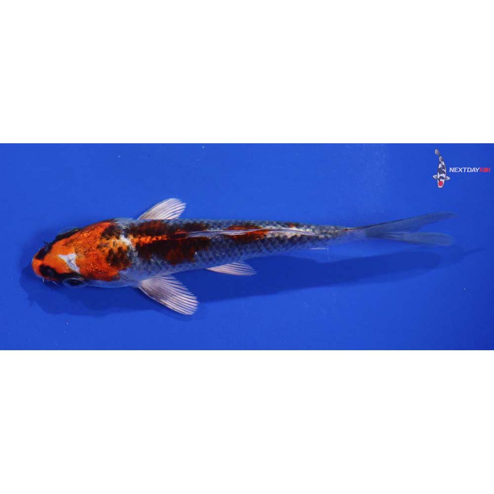 5” Imported Kujaku