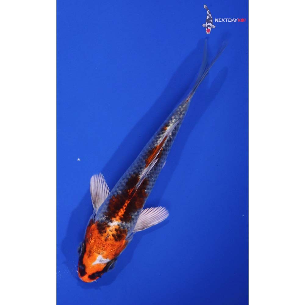 5” Imported Kujaku