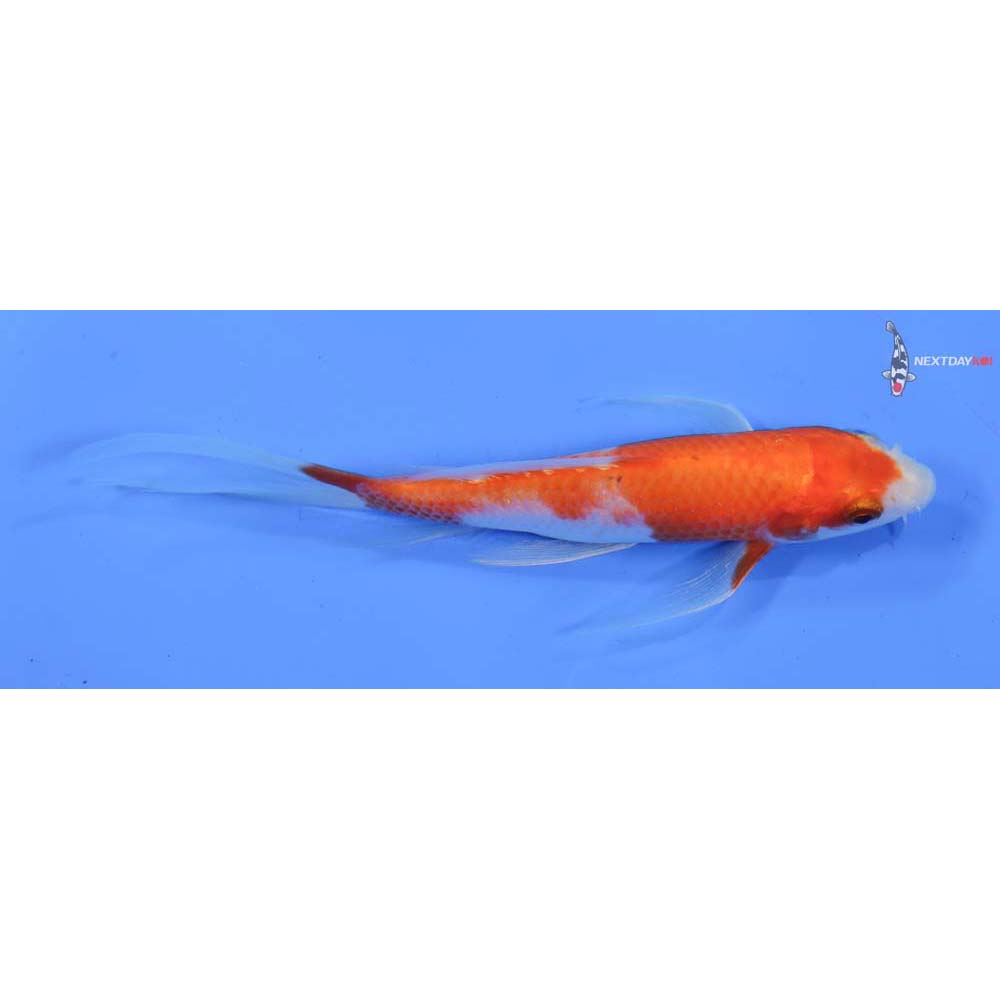 5” Imported Kohaku Butterfly Koi