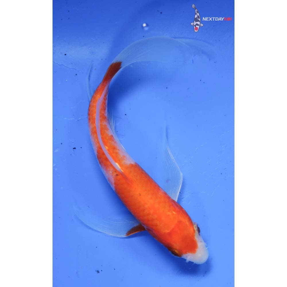 5” Imported Kohaku Butterfly Koi