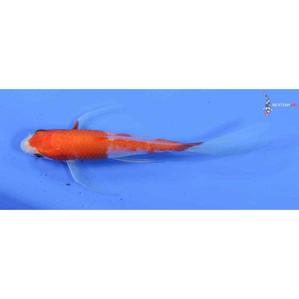 5” Imported Kohaku Butterfly Koi