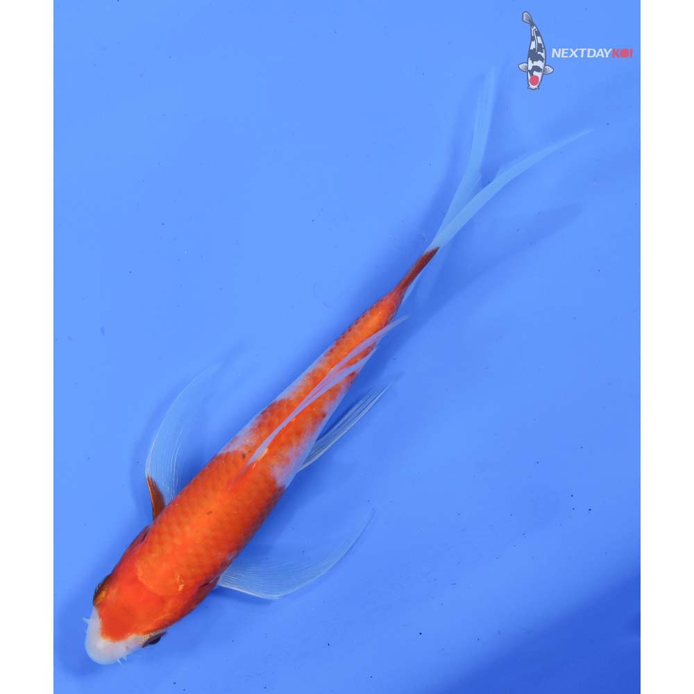5” Imported Kohaku Butterfly Koi