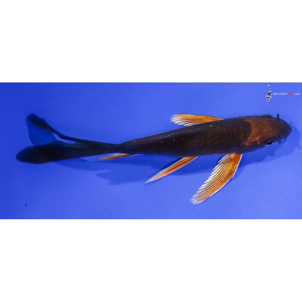 4.5” Imported Chagoi Butterfly Koi