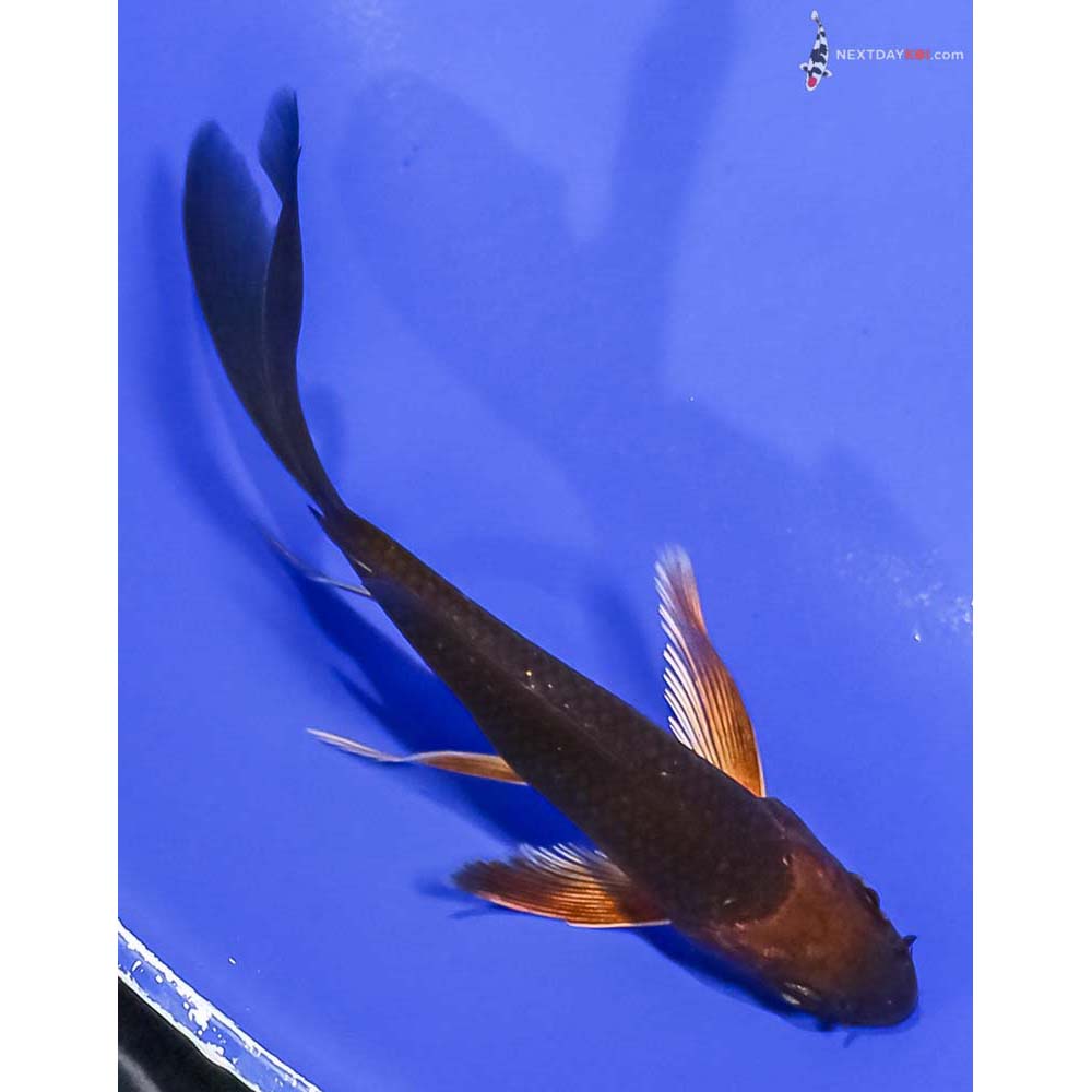 4.5” Imported Chagoi Butterfly Koi