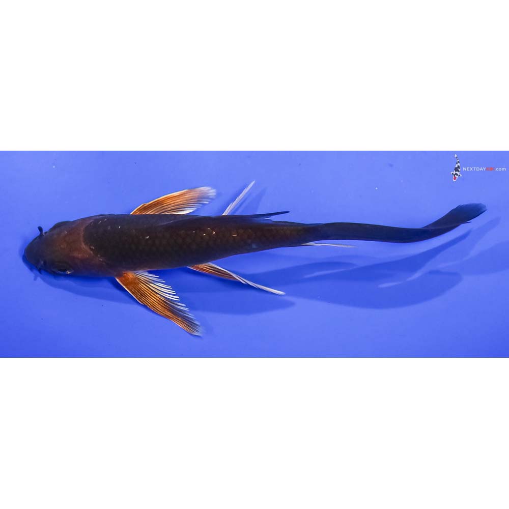 4.5” Imported Chagoi Butterfly Koi