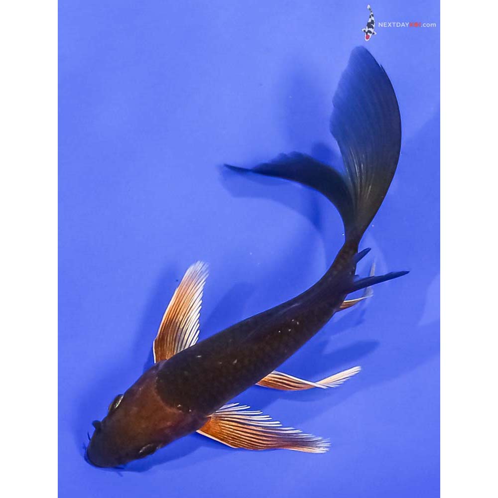 4.5” Imported Chagoi Butterfly Koi