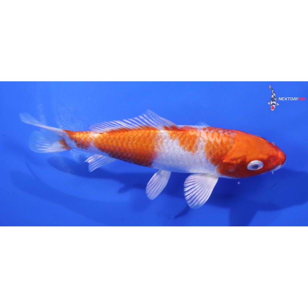 5” Imported Hariwake